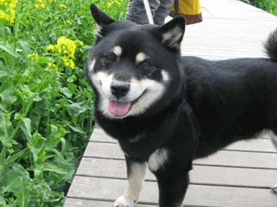 犬が薬を飲まない ピルポケットなら飼い主さんもわんこも幸せに 戌年夫婦の雑記ブログ